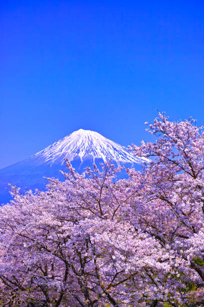 Mtfuji Seen From Iwamoto Mountain With Full Blooming Cherry