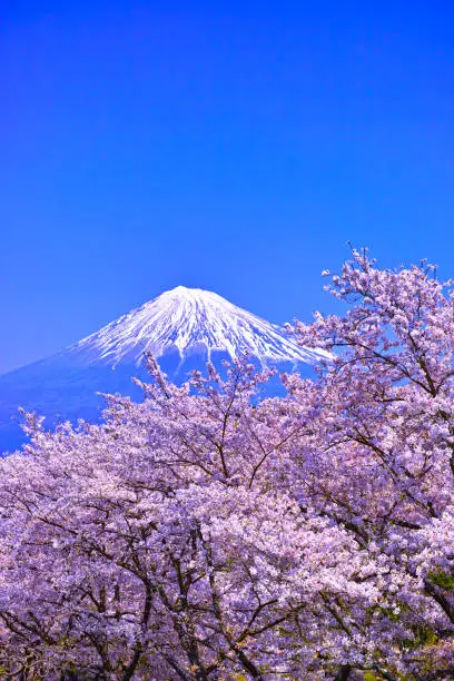 Mt. Fuji seen from Mt. Iwamoto in full bloom in Fuji City