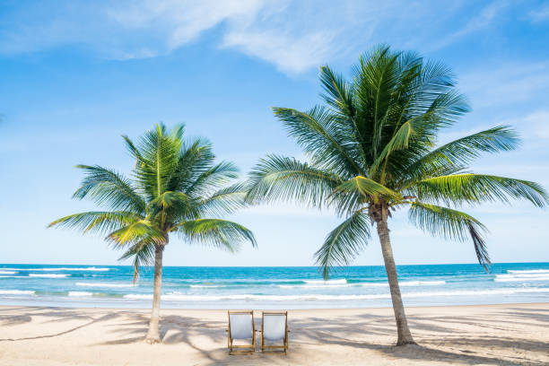 strand entspannen palm - strandurlaub stock-fotos und bilder