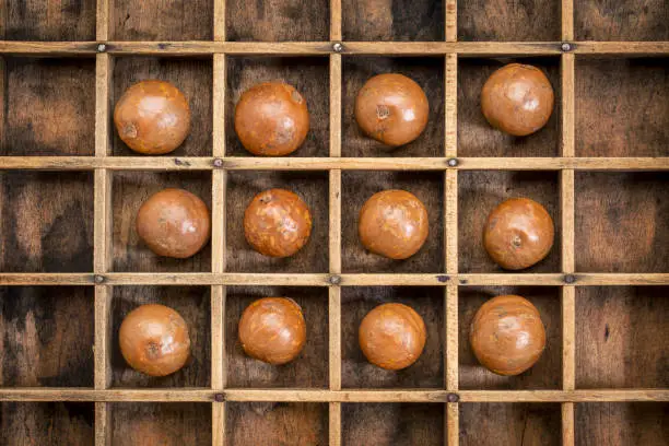 macadamia nuts in shells in rustic wooden typesetter box