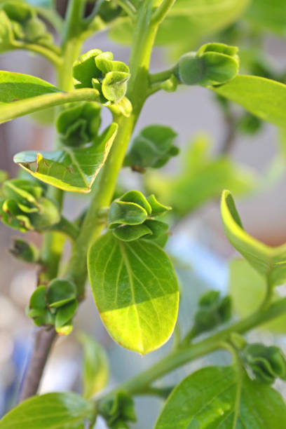 istock Fuyu Persimmon Fowers 671521690