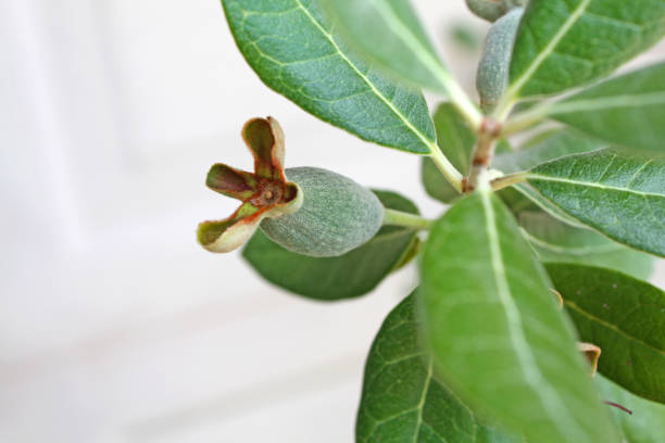 istock Pineapple Guava Shrub Plant 671521708