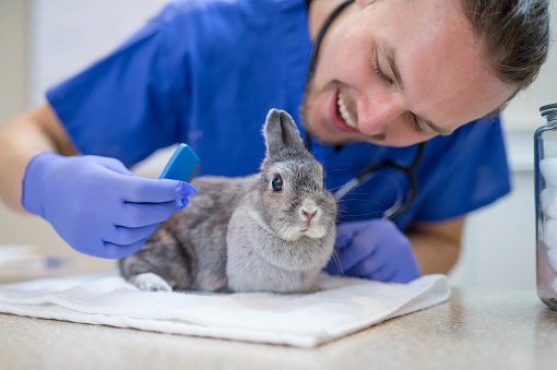 A male veterinarian performs a routine checkup on an adorable rabbit