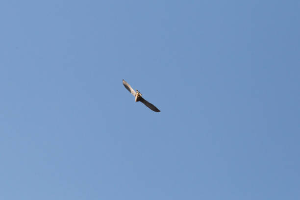 istock duck swim falcon fly 671527434