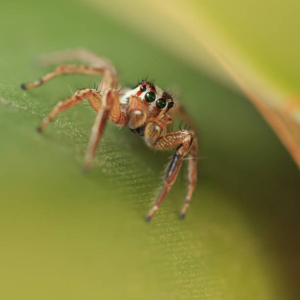 istock Jumping spider in green leaves 671530194