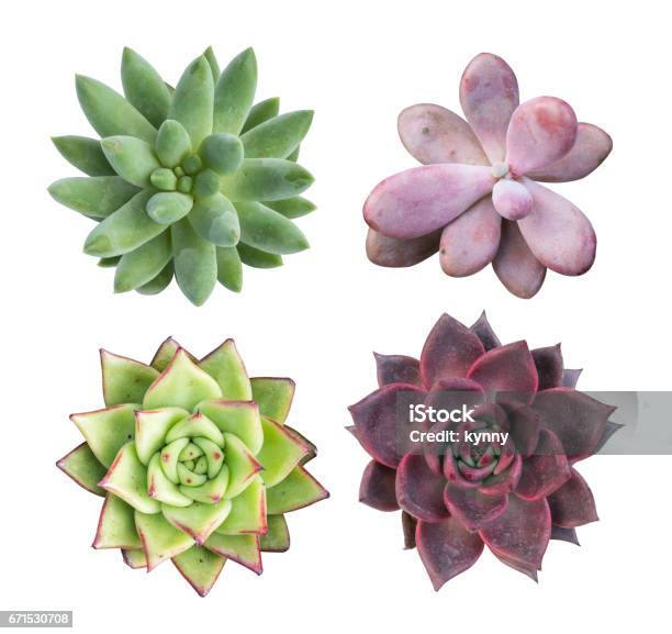 Collection Of Miniature Succulent Plants Isolated Stock Photo - Download Image Now - Succulent Plant, Cut Out, Small