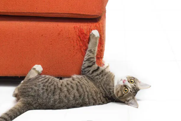 Photo of Kitten scratching orange fabric sofa on white background