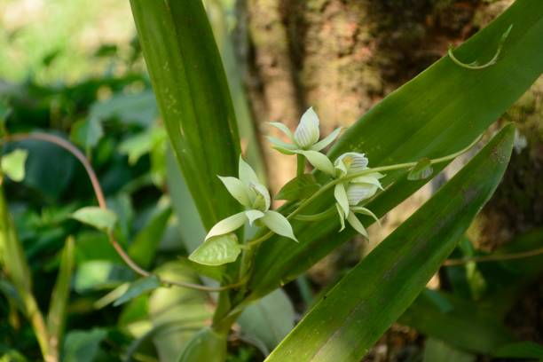 istock White orchid flower Prosthechea sp. 671533858
