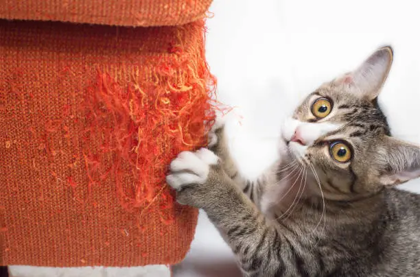 Photo of Kitten scratching fabric sofa