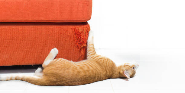 istock Kitten scratching orange fabric sofa on white background 671533948