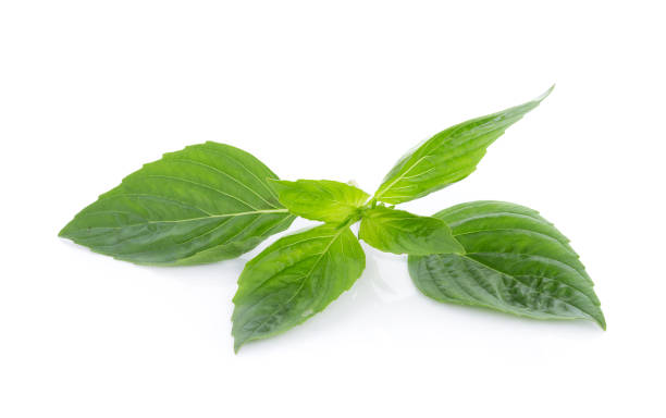 istock fresh basil leaves isolated on white background 671534304