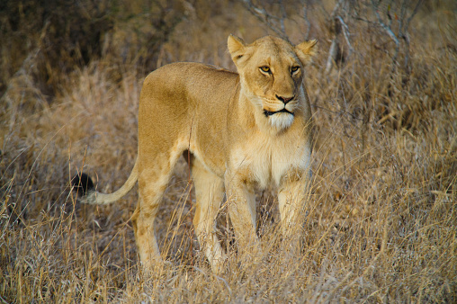 South Africa lioness on the savannah inside a private game reserve