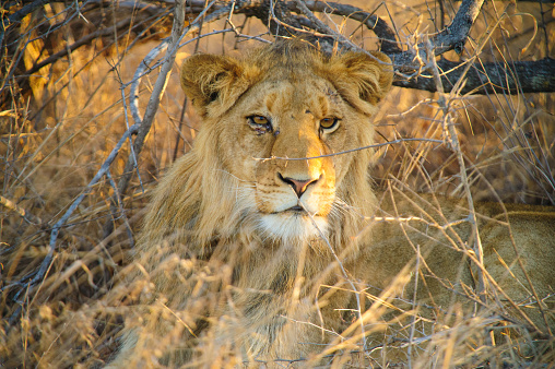 South Africa lioness on the savannah inside a private game reserve