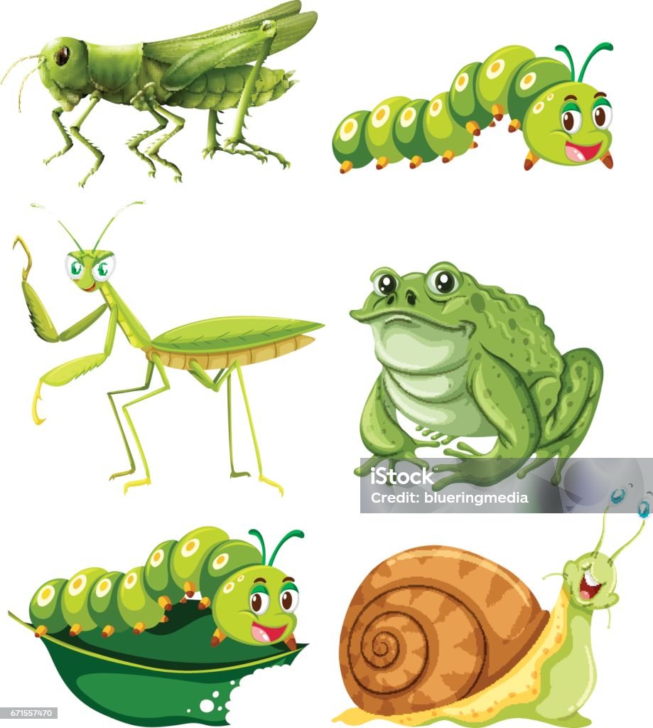 Các Loại Côn Trùng Khác Nhau Có Màu Xanh Lá Cây Hình minh họa Sẵn ...