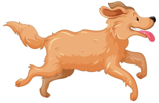 ilustrações de stock, clip art, desenhos animados e ícones de golden retriever dog running - golden retriever retriever white background isolated