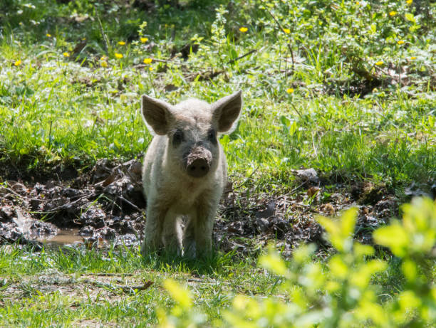 young white hairy pig looking at the camera - flu virus russian influenza swine flu virus imagens e fotografias de stock