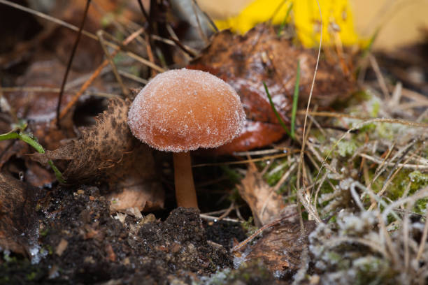 Mushroom in the hoarfrost. Close-up