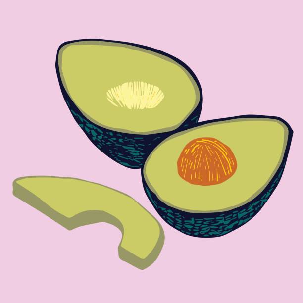 Avocado vector art illustration