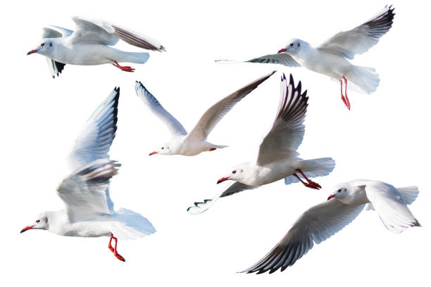 istock Seagulls flying style Isolated on white background,clipping path. 671565370