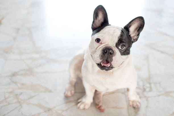 istock French bulldog sitting looking at the camera 671567650