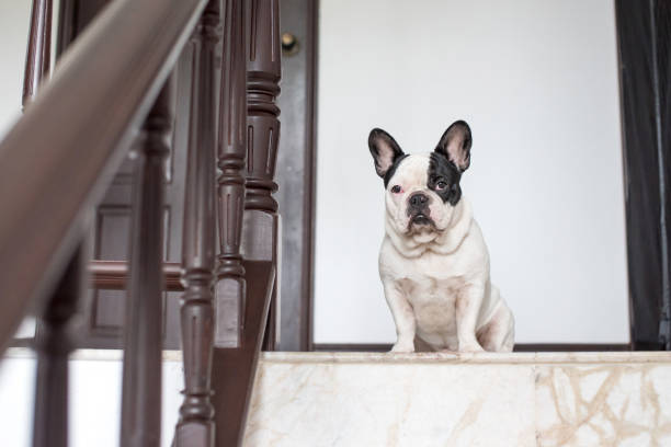 istock French bulldog sitting looking at the camera 671567716