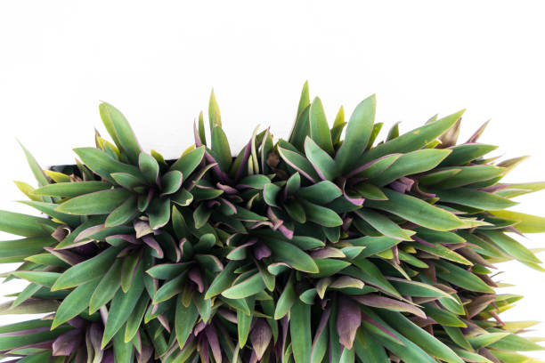 istock abstract of green and violet leaf on isolate background 671568160