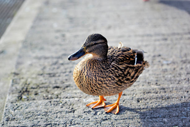 istock Mallard duck in the park 671571932