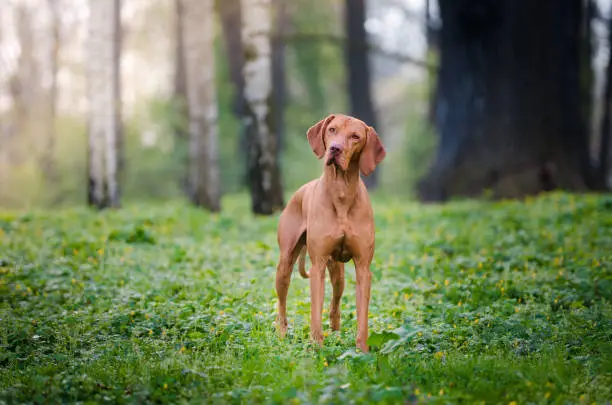 Portrait of Hungarian pointer hound dog in the forrest