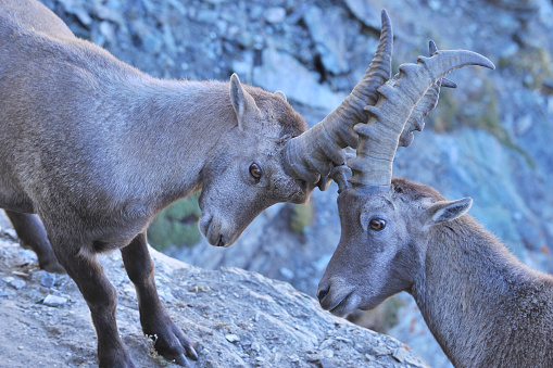 Close-up of two wildlife alpine ibexs fighting on the rock.