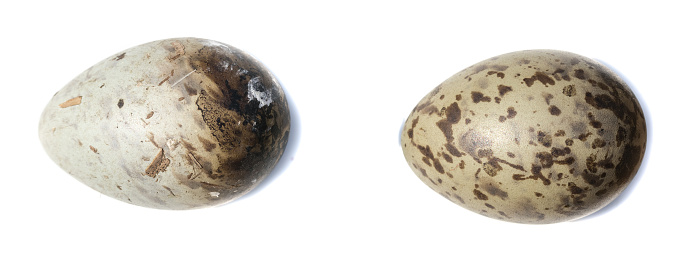 Larus ridibundus. The eggs of the Black-headed in front of white background, isolated.