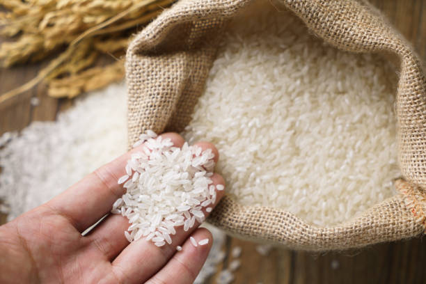 picking uncooked rice in a small burlap sack - arroz imagens e fotografias de stock