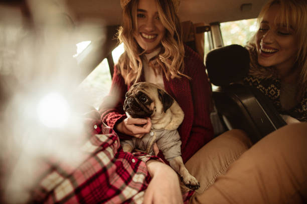 istock In our car on a road trip 671582914