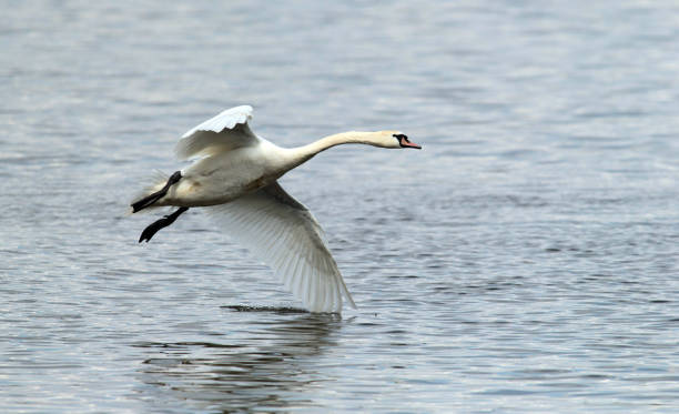 One swan flying Mute Swan flying over the River Danube at Zemun in the Belgrade Serbia. danube river stock pictures, royalty-free photos & images