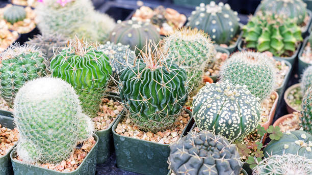 istock Succulent cactus in a garden. 671585950