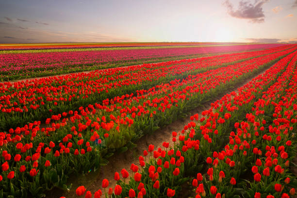 istock Red tulip field at sunset with beautiful colors 671586726