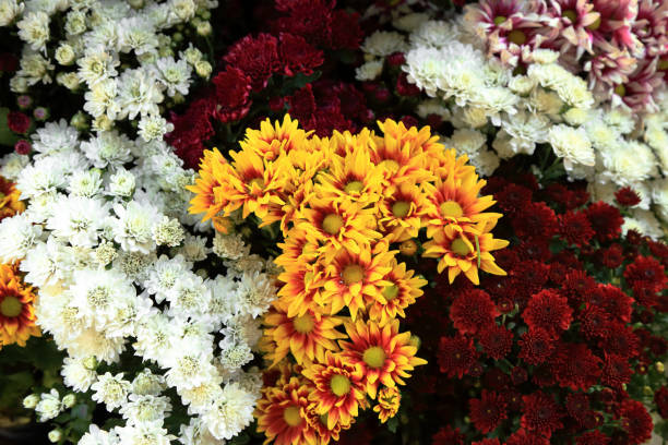 istock Multi colors chrysanthemum flower bouquet for background. 671587038