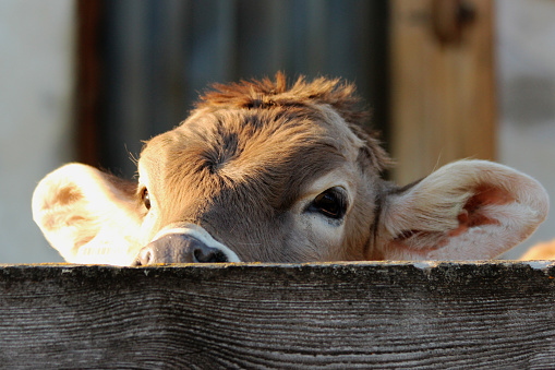 calf looking over a fence