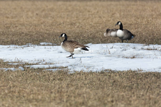 istock Canada Geese in Field with Snow 671591362