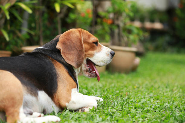 istock Purebred beagle dog alone at home 671593896
