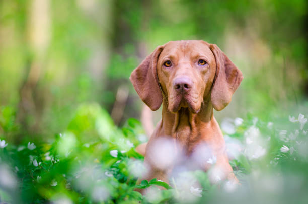 istock Hungarian pointer hound dog in the forrest 671594194