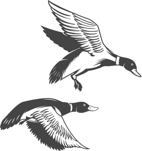 Set of wild ducks icons isolated on white background. Design elements for label, emblem Set of wild ducks icons isolated on white background. Design elements for label, emblem, sign mallard duck stock illustrations