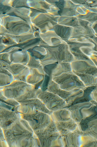 istock Minnows swim in crystal water 671596696
