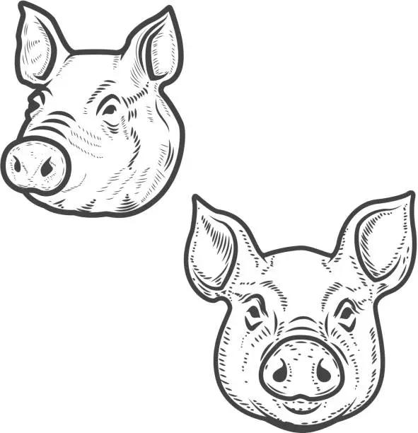 Vector illustration of Set of pig heads isolated on white background. Pork meat. Design element for icon, label, emblem, sign, poster. Vector illustration.