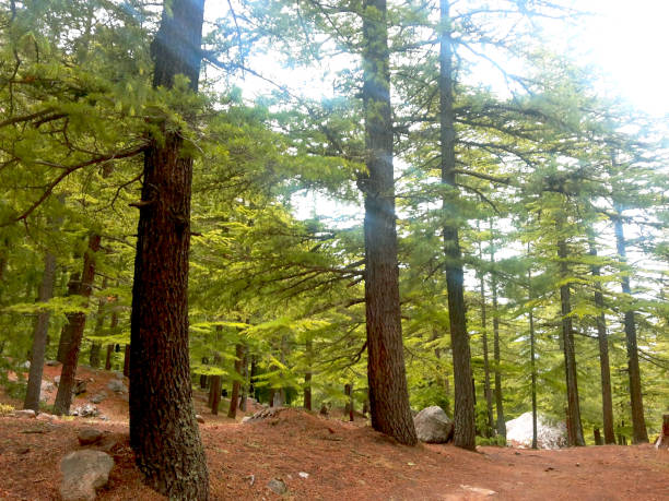 Green forests of Cedrus deodara trees in Gangotri national park in Himalayan region in Gangotri, Uttarakhand, India