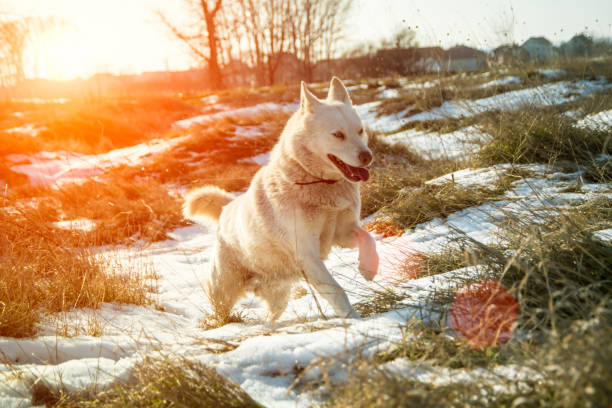 siberian husky runs on fresh snow - siberian husky imagens e fotografias de stock
