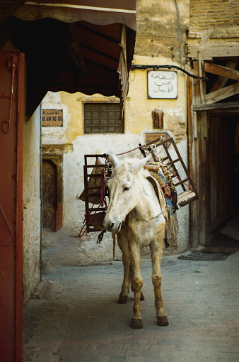 Horse standing  on the street of medina of  Fez, Morocco