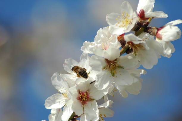 istock Almond blossom with bee / bumblebee - Spain 671602388