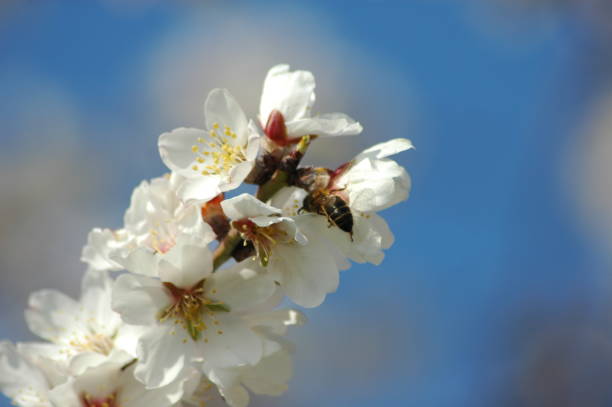 istock Almond blossom with bee / bumblebee - Spain 671604628