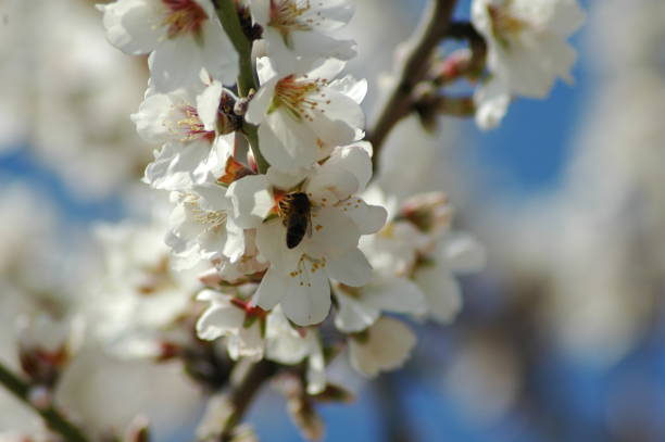istock Almond blossom with bee / bumblebee - Spain 671605670