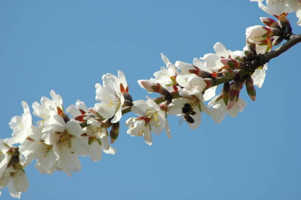 istock Almond blossom with bee / bumblebee - Spain 671607964